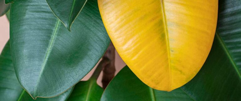 yellow-leaf-on-green-ficus-elastica-plant-h